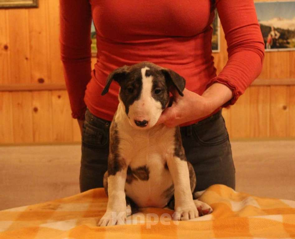 Собаки в Одинцово: Щенок стандартного бультерьера  Девочка, 60 000 руб. - фото 2