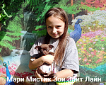 Собаки в Санкт-Петербурге: Шоколадного окраса чихуахуа Мальчик, 70 000 руб. - фото 4