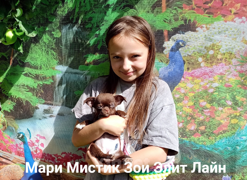 Собаки в Санкт-Петербурге: Шоколадного окраса чихуахуа Мальчик, 70 000 руб. - фото 4