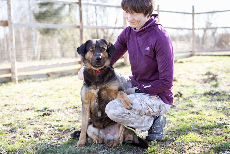 Собаки в Москве: Супер-ласковый пёс в приюте, ищет дом Мальчик, Бесплатно - фото 4