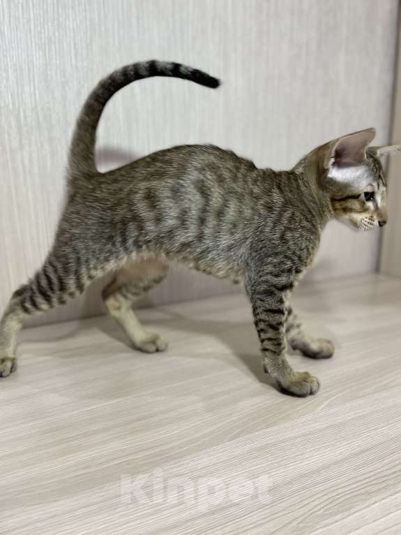 Кошки в Москве: Атос Мальчик, 85 000 руб. - фото 4