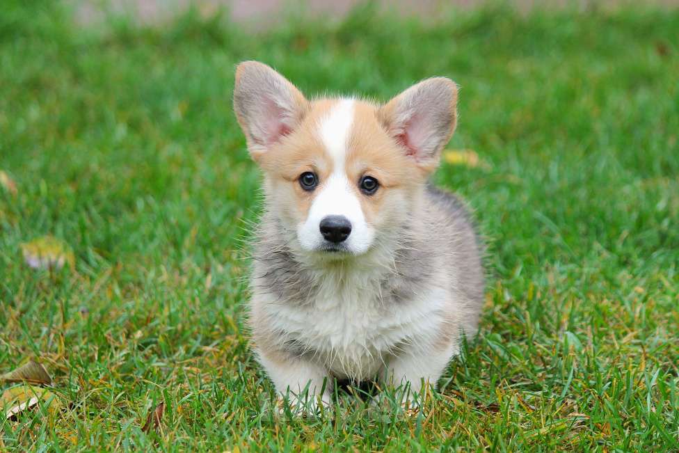 Собаки в Москве: Вельш Корги Пемброк Мальчик, 80 000 руб. - фото 8