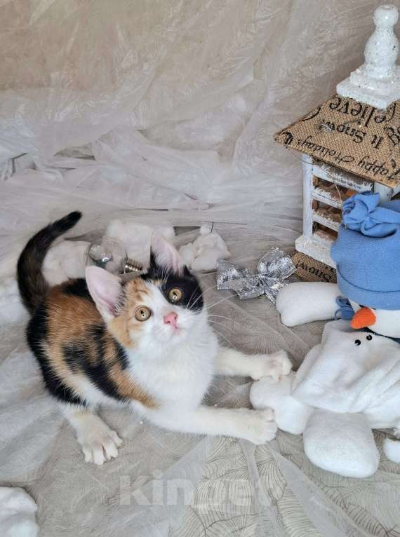 Кошки в Москве: Трехцветный котёнок в добрые руки  Девочка, Бесплатно - фото 5