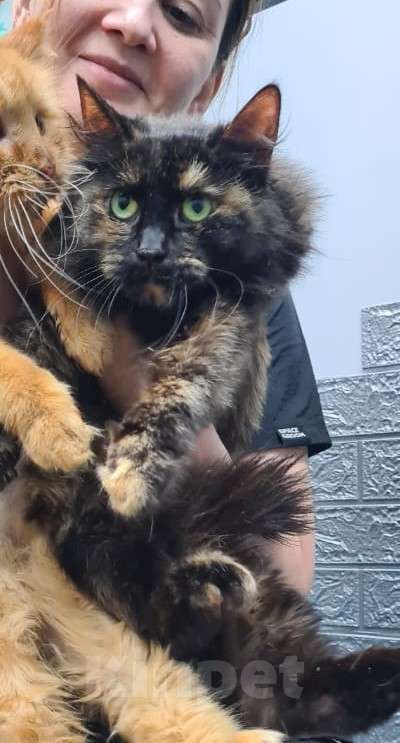 Кошки в Москве: Метис мейн-куна кошка Тори в дар Девочка, 1 руб. - фото 2
