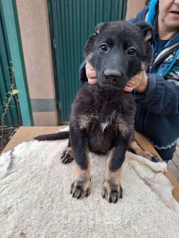 Собаки в других городах Московской области: Щенки  Мальчик, 45 000 руб. - фото 2