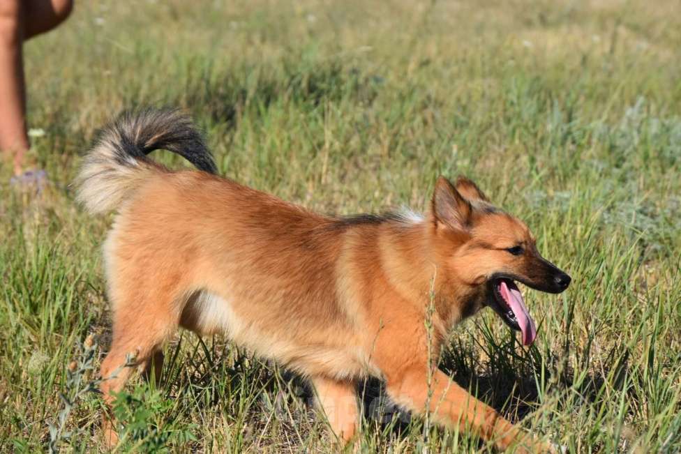 Собаки в Москве: Ненецкая оленегонная лайка Ягодка - Малинка. Девочка, 60 000 руб. - фото 6
