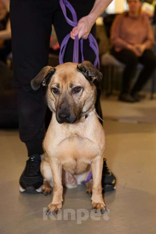 Собаки в Санкт-Петербурге: Семейный пёс небольшого размера Мальчик, Бесплатно - фото 10
