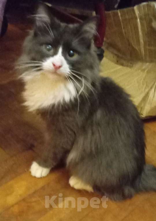 Кошки в Москве: Серый с белым сибирский котик Мальчик, Бесплатно - фото 6