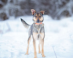 Собаки в Солнечногорске: Собака-компаньон в дар Девочка, Бесплатно - фото 6
