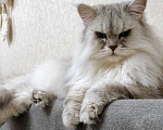 Кошки в Ростове-на-Дону: Ася ищет дом, в котором её снова будут любить Девочка, Бесплатно - фото 8