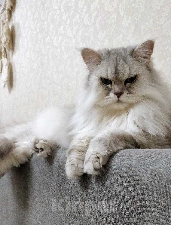 Кошки в Ростове-на-Дону: Ася ищет дом, в котором её снова будут любить Девочка, Бесплатно - фото 8