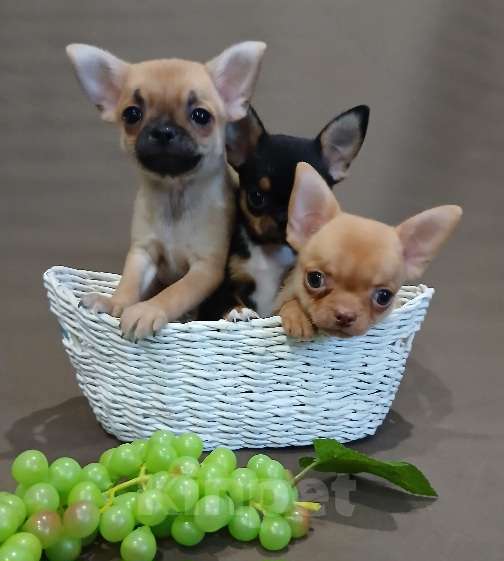 Собаки в Туле: Мальчики и девочки чихуахуа Разнополые, 15 000 руб. - фото 1