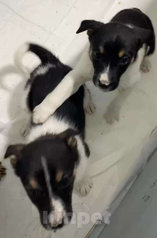 Собаки в Липецке: Отдам щенка в Липецке Мальчик, Бесплатно - фото 4