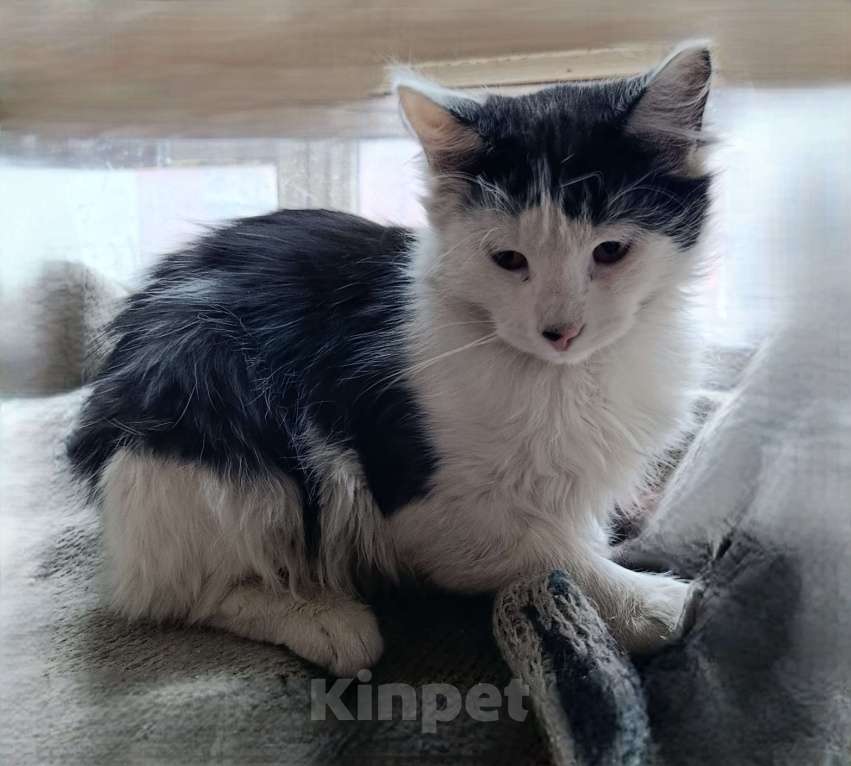 Кошки в Москве: ФИЛИМОН Мальчик, Бесплатно - фото 3