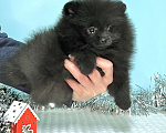 Собаки в Туле: Девочка черная щенок Девочка, 35 000 руб. - фото 3