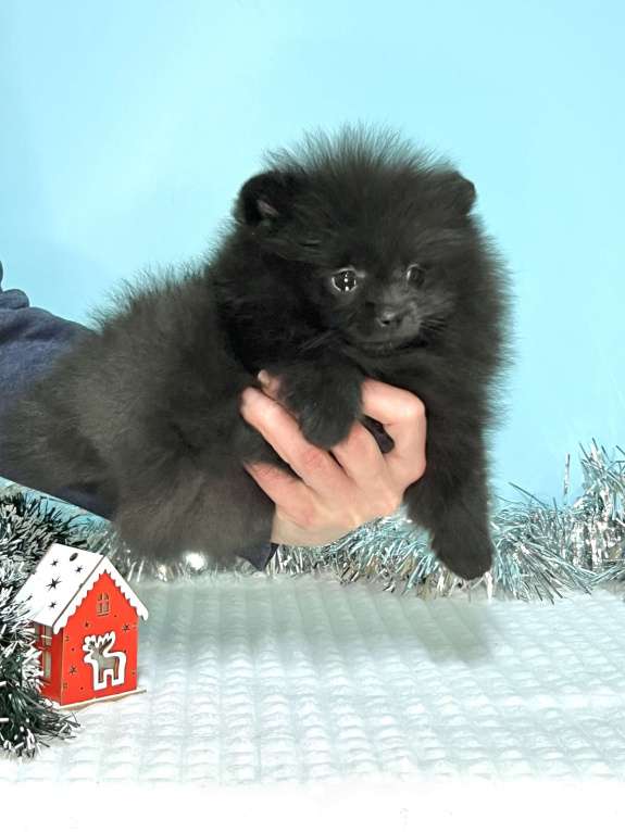 Собаки в Туле: Девочка черная щенок Девочка, 35 000 руб. - фото 3