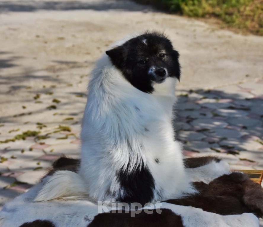 Собаки в Москве: Ненецкая оленегонная лайка, сука Фрида. Девочка, 60 000 руб. - фото 6