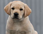 Собаки в Калуге: Палевый мальчик лабрадора высокого качества из питомника РКФ/FCI Мальчик, Бесплатно - фото 3