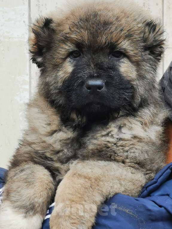 Собаки в Тольятти: Щенки Кавказской овчарки  Мальчик, 55 000 руб. - фото 2