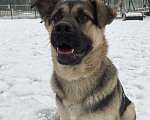 Собаки в Москве: В добрые руки Мальчик, Бесплатно - фото 3
