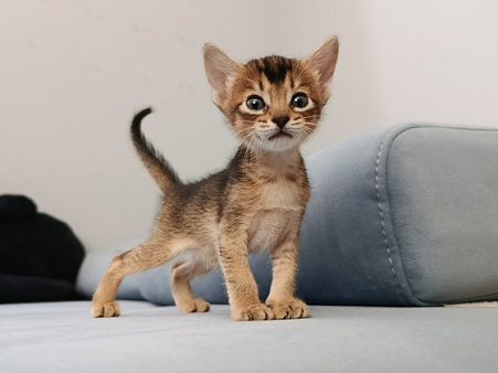 Абиссинский котенок