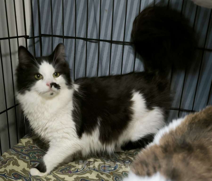 Кошки в Санкт-Петербурге: Ласковый, спокойный самый красивый котик Мальчик, 100 руб. - фото 1