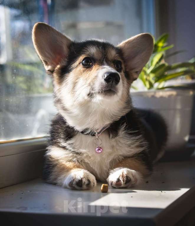 Собаки в Москве: Вельш-корги-пемброк. Девочка Девочка, 60 000 руб. - фото 4