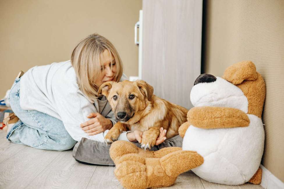 Собаки в Москве: Щенок бесплатно в Москве Девочка, Бесплатно - фото 10