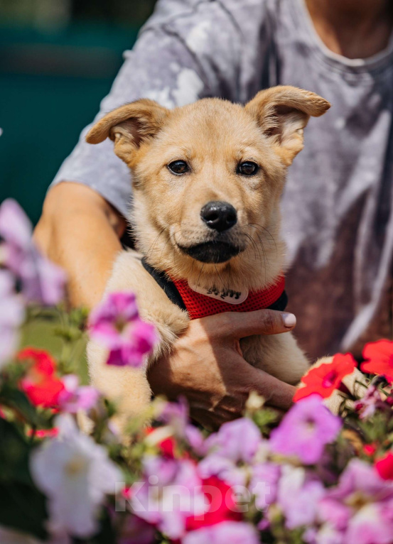 Собаки в Москве: Щенок в добрые руки бесплатно Москва Девочка, Бесплатно - фото 5
