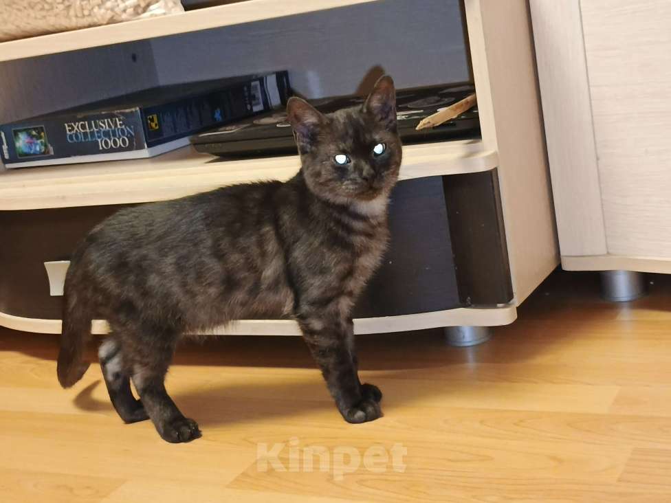 Кошки в других городах Московской области: Бесноватый кот Мальчик, Бесплатно - фото 3