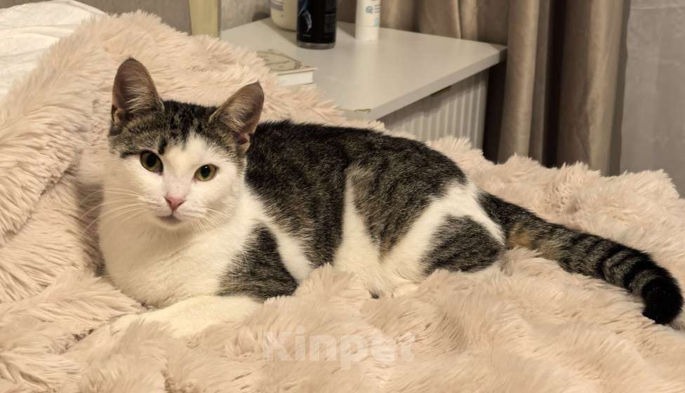 Кошки в Санкт-Петербурге: Котёнок Балерина ищет дом Девочка, Бесплатно - фото 1