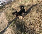Собаки в Тюмени: Йорк для Вязка, Бесплатно - фото 3