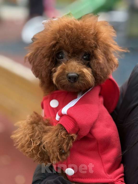 Собаки в Москве: Той пудель импорт Китай  Девочка, 180 000 руб. - фото 2