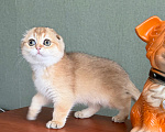 Кошки в Екатеринбурге: Шотландские котята Девочка, 50 000 руб. - фото 1