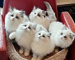 Кошки в Нижнем Новгороде: Ragdollchiki Разнополые, 90 000 руб. - фото 2