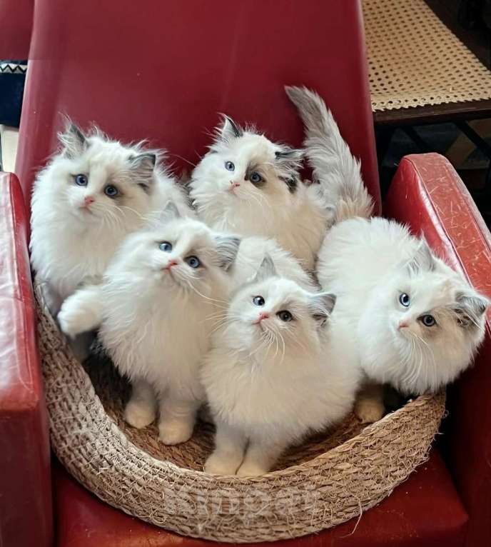 Кошки в Нижнем Новгороде: Ragdollchiki Разнополые, 90 000 руб. - фото 2