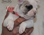Собаки в Москве: Щенок французского бульдога с документами РКФ Девочка, 74 000 руб. - фото 4