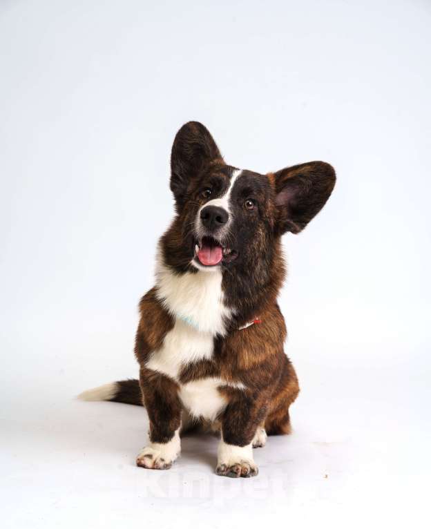 Собаки в Жуковском: Щенок без забот! Мальчик, 100 000 руб. - фото 1