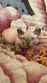 Канадский сфинкс двэльф мальчик