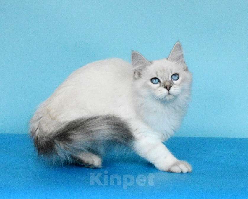 Кошки в Москве: Синеглазая красавица Девочка, Бесплатно - фото 6