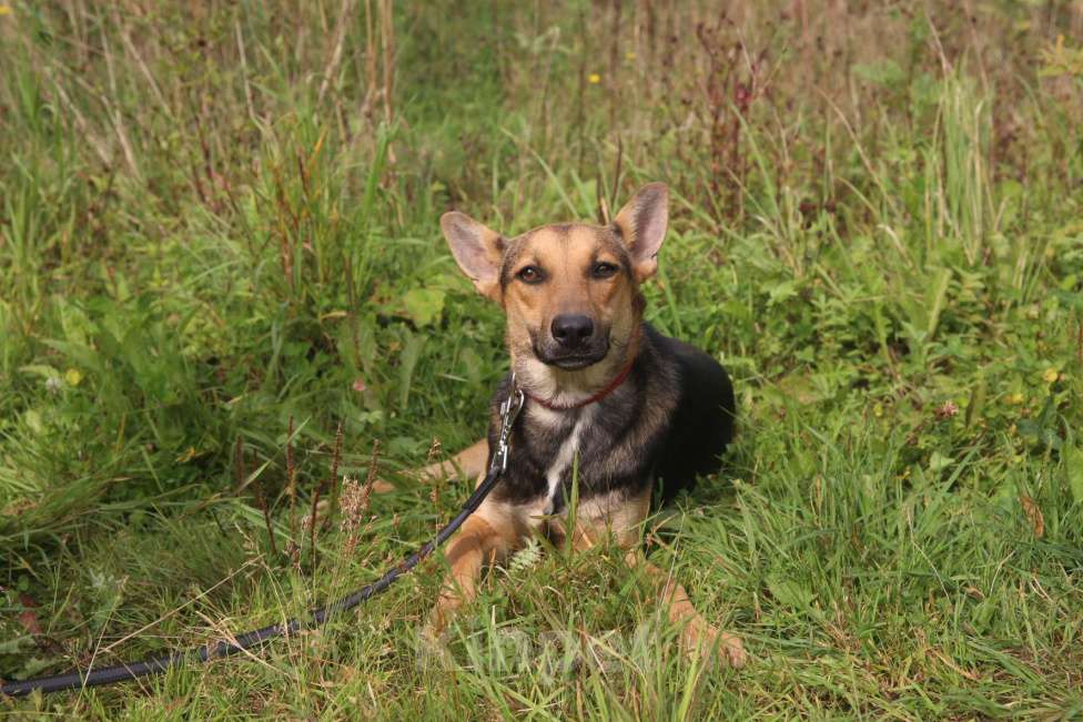 Собаки в Москве: Тиша Девочка, Бесплатно - фото 23