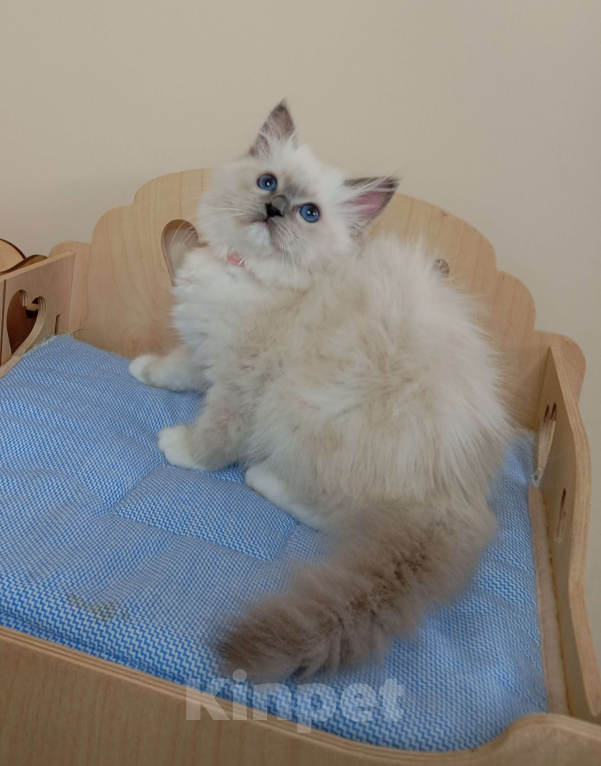 Кошки в Москве: Котëнок Рэгдолл Marusya Девочка, 100 000 руб. - фото 4