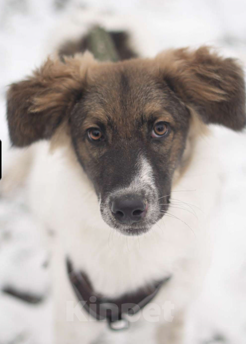 Собаки в Москве: Смарти,  весёлый парень Мальчик, Бесплатно - фото 3