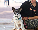 Собаки в Санкт-Петербурге: Маленькая игривая и ласковая собачка Девочка, Бесплатно - фото 7