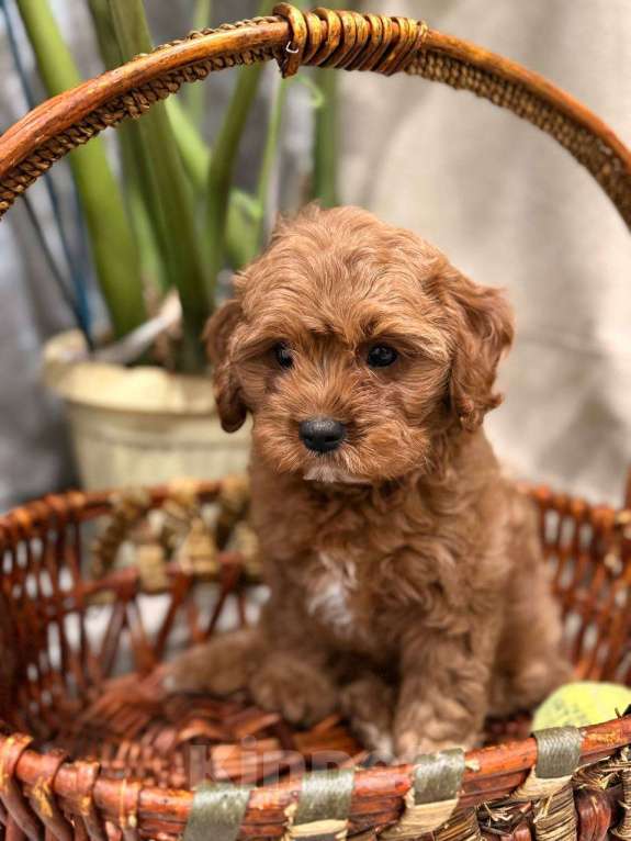 Собаки в Москве: Шикарный мини мальчик кавапу Мальчик, Бесплатно - фото 4