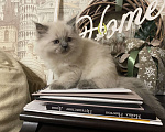 Кошки в Краснодаре: Котик Невский маскарадный Мальчик, Бесплатно - фото 1