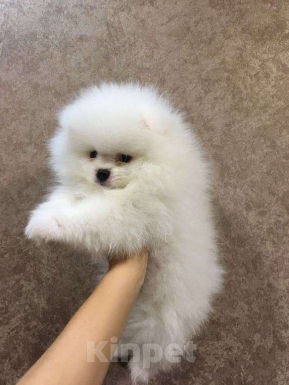 Собаки в Екатеринбурге: шпицемишка Мальчик, Бесплатно - фото 1