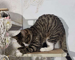 Кошки в Санкт-Петербурге: Кошечка юная коренная петербурженка в добрые руки Девочка, Бесплатно - фото 6