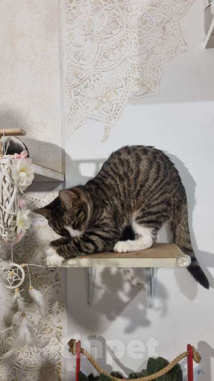 Кошки в Санкт-Петербурге: Кошечка юная коренная петербурженка в добрые руки Девочка, Бесплатно - фото 6