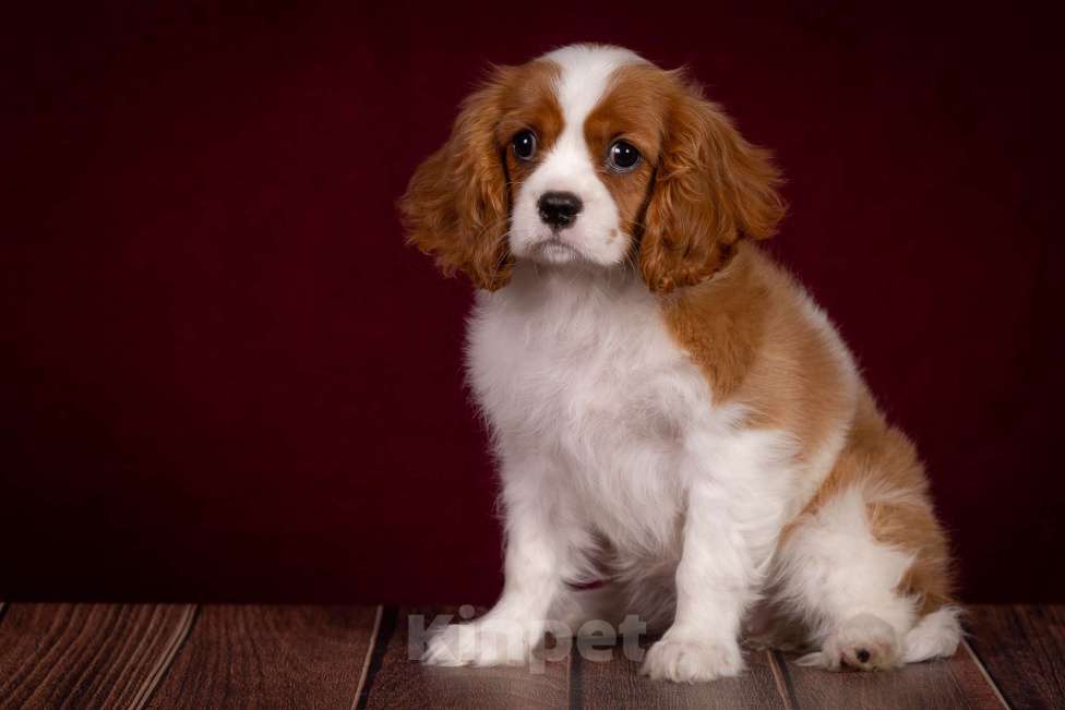Собаки в Королеве: Кавалер Кинг Чарльз спаниель щенок девочка  Девочка, 75 000 руб. - фото 1